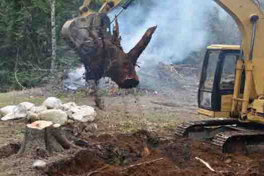 stump-grinding-removal-albany-tree-service-pros