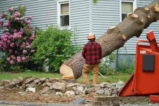 tree removal albany tree service pros